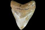 Fossil Megalodon Tooth - North Carolina #86963-1